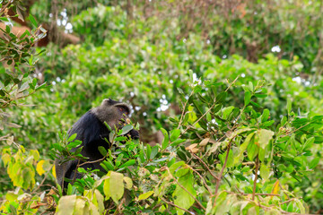 Blue monkey or diademed monkey (Cercopithecus mitis) on a tree in Lake Manyara National Park in Tanzania