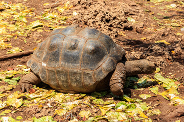Aldabra giant tortoise on Prison island, Zanzibar in Tanzania