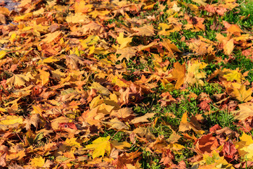 Background of the autumn maple leaves