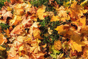 Background of the autumn maple leaves