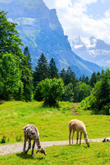 Two alpacas grazing in green alpine meadow in Switzerland
