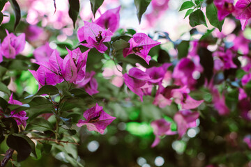 Beautiful violet bougainvillea flowers on a summer street.