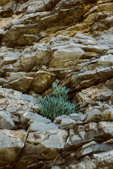 Green plant in a rock on the coast of the Adriatic Sea.
