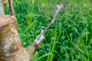 stalk overgrown with cambium, grafted on a branch of an apple tree last spring. Grafted fruit trees