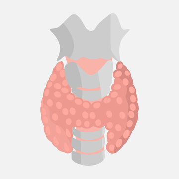 recommend clip art: Icon of the thyroid gland on a white background. The thyroid gland of the larynx and the structure of the throat isolated. The viscera of a man. Vector eps illustration.