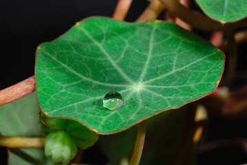 Hydrophobie sur une feuille de géranium
