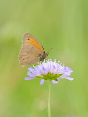 Papillon myrtil