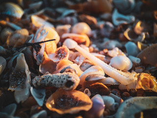 seashells on the beach