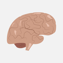 Brain icon on a white background. The brain is isolated in brown tones. The viscera of a man. Vector eps illustration.
