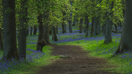  A path in an oak forest among blue flowers.