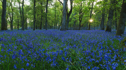Rising sun between oak trunks and blue bells on the ground.