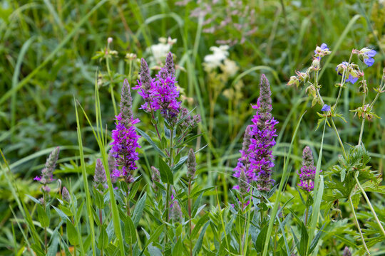 Blossoms of purple loosestrife, Lythrum salicaria or Blutweiderich