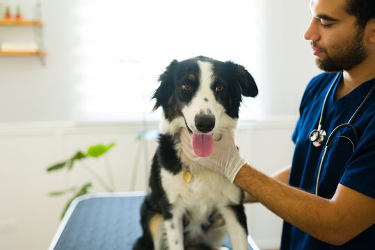 Professional vet doing a medical check up of a sick dog at the hospital