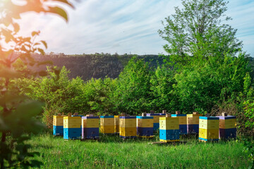 Eco-friendly apiary. An apiary where ecologically clean honey and other beekeeping products are...
