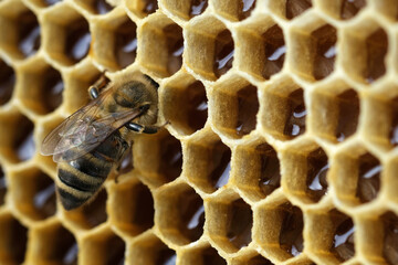 Macro photo working bee on honeycells. Fresh honey. Concept of beekeeping. Copy space.