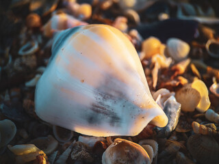 sea shell