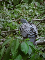 pigeon in nature