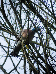 bird on a branch
England