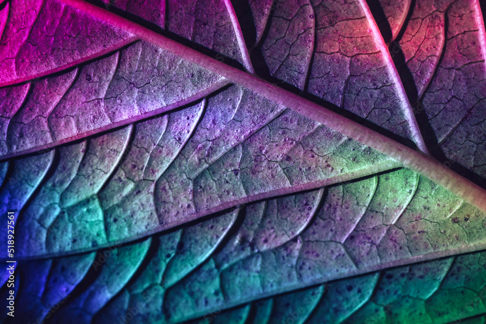 Poster close up beautiful abstract leaf in colorful light. minimalism modern style concept. dark background