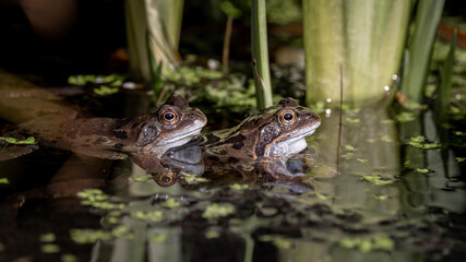 A Common frog (Rana temporaria) in a garden pond in the UK