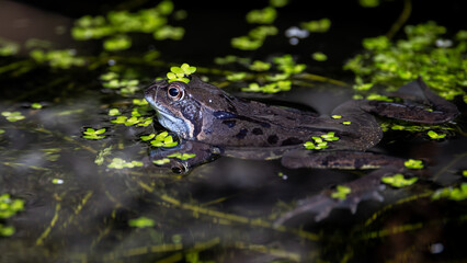 A Common frog (Rana temporaria) in a garden pond in the UK
