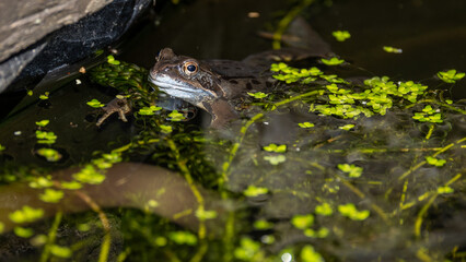 A Common frog (Rana temporaria) in a garden pond in the UK