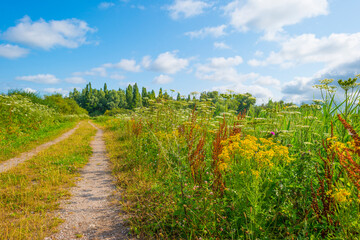 Fototapeta na wymiar Wildflowers along a path in a field in wetland in bright sunlight under a blue sky in summer, Almere, Flevoland, Netherlands, July, 2022