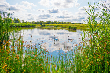 Wildflowers along a lake in a field in wetland in bright sunlight under a blue sky in summer, Almere, Flevoland, Netherlands, July, 2022