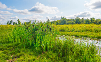 Wildflowers along a lake in a field in wetland in bright sunlight under a blue sky in summer, Almere, Flevoland, Netherlands, July, 2022