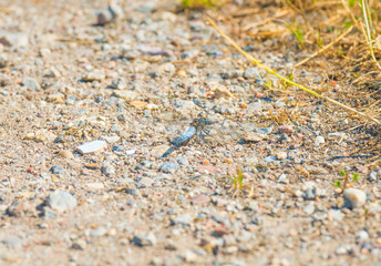 Dragonfly on a path in a field in wetland in bright sunlight in summer, Almere, Flevoland, The Netherlands, July, 2022