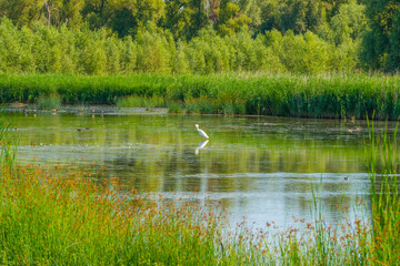 Naklejka na ściany i meble Wildflowers along a lake in a field in wetland in bright sunlight under a blue sky in summer, Almere, Flevoland, Netherlands, July, 2022