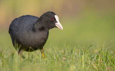 Eurasian coot - Fulica atra - adult bird in spring
