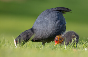 Eurasian coot - Fulica atra - adult bird with juveniles in spring