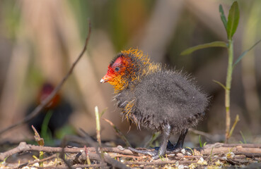 Eurasian coot - Fulica atra - juvenile bird in spring