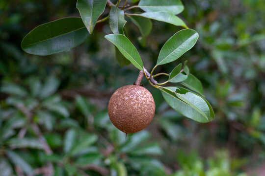 Close up of sapodilla fruit on the sapodilla tree, and blur image of bokeh sapodilla leaves, nature background.