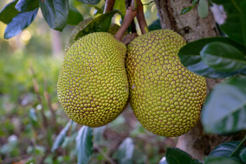 Jackfruit (Artocarpus heterophyllus), young jackfruit growing on the jackfruit tree. Jackfruit is Delicious sweet fruit.