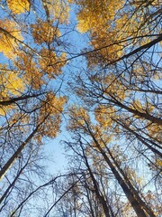 Forest trees in autumn and blue sky. Autumn forest landscape