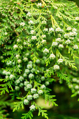 White flower of coniferous green tree. Selective focus