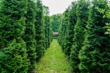 Naklejka premium The alley in the park is lined with green thuja on both sides