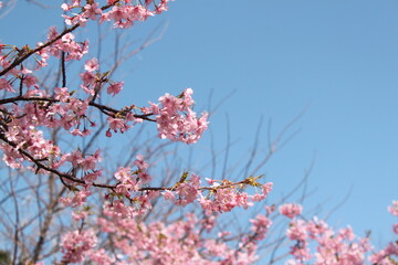 青空に映える河津桜
