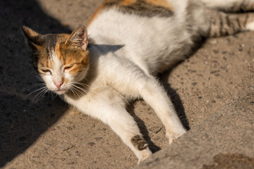 Obraz premium cat on the floor
