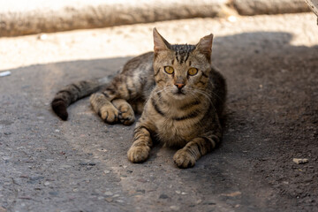 Obraz premium cat on the ground