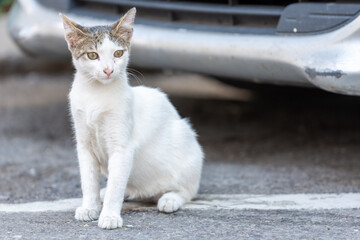 white cat on the wall