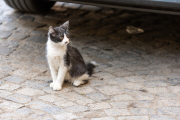 black and white cat