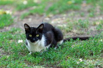 Naklejka na ściany i meble black and white cat