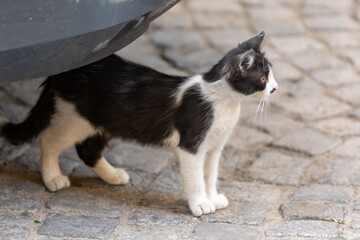 black and white cat