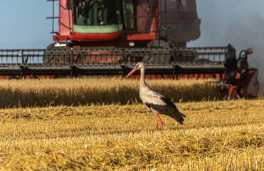 Fototapeta na wymiar The combine mows winter wheat in the field. A white stork walks in front of the combine. Harvesting of early grains. Wheat cultivation. Agriculture, agricultural work in the field