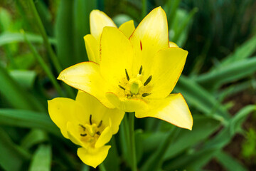 Yellow lily flower on a background of green leaves. Selective focus