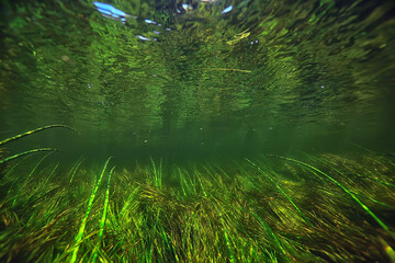 green algae underwater in the river landscape riverscape, ecology nature