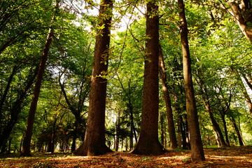 Trunks of old tall trees in the park
